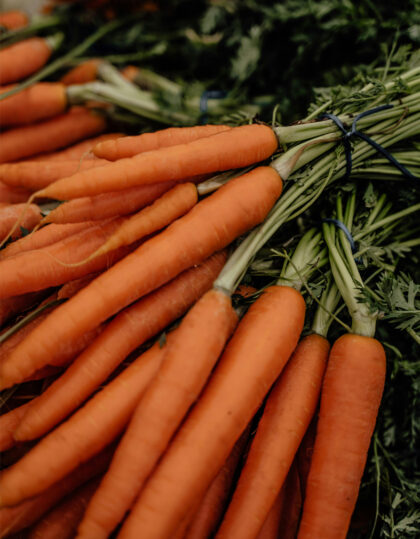 Porkkanan siemenet Koral