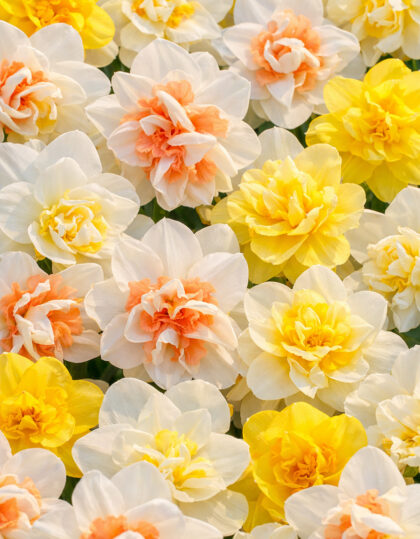 Kerrottujen narsissien sekoituspakkaus 25kpl