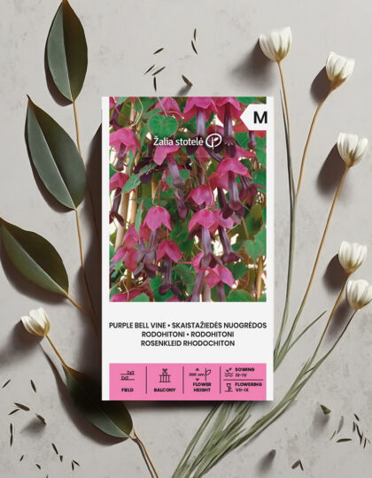 Rodohitoni siemen 'Purple Bell Vine'