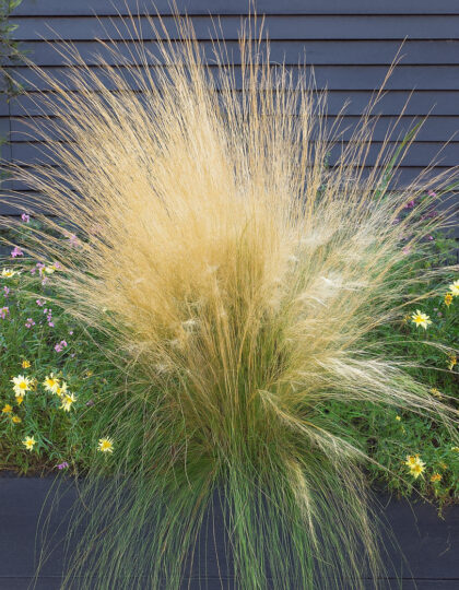 Koristeruohon siemenet 'Angel Hair'