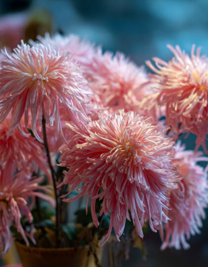 vaaleanpunainen kiinalainen asteri