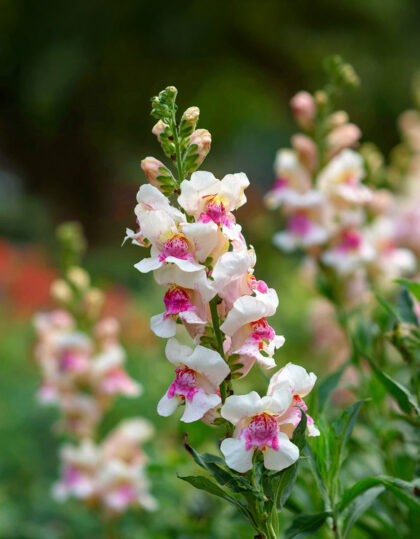 Lohikukan siemenet 'Appleblossom'
