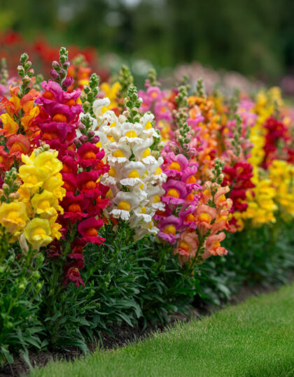 Limen siemenet 'Rainbow'