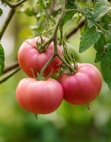 vaaleanpunaiset tomaatin siemenet