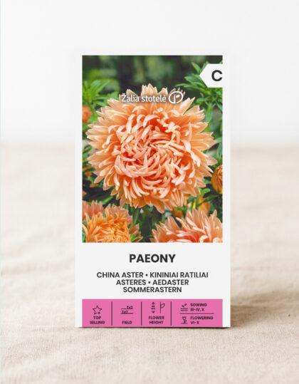 Kiinalaisen puutarha-asterin siemenet 'Paeony' lohenpunaisen vaaleanpunainen