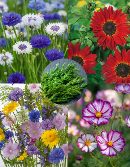 Puutarha, joka humisee - Luontoystävällinen siemenpaketti