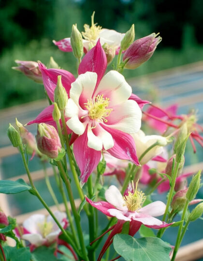 Pieni kurtturuusulilja ‘Coral’