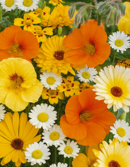 Kesäkukkien sekoitus “Summer”