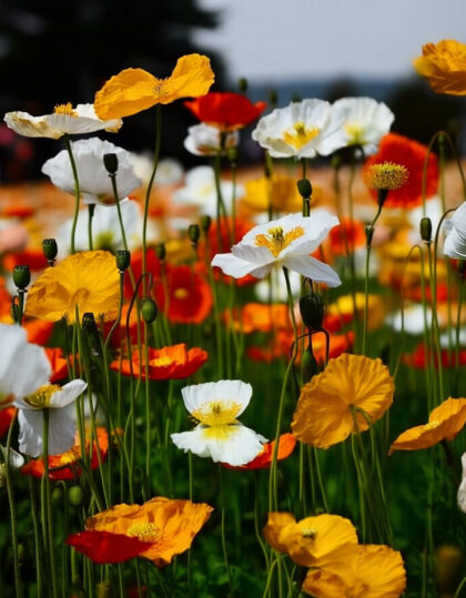 Kuu ‘Victory Giant’