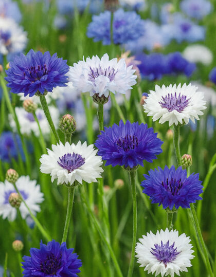 Ruiskaunokki “Ball”