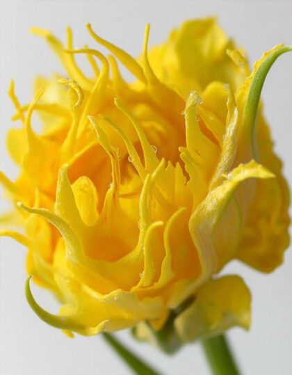 keltainen täytetty tulppaani