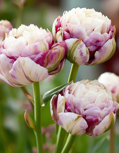 Täyskukkainen myöhäinen tulppaani