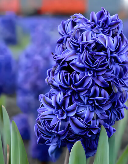 kerrannainen hyasintti