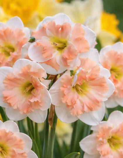 Narsissin sipulit ‘Cum Laude’ 5kpl