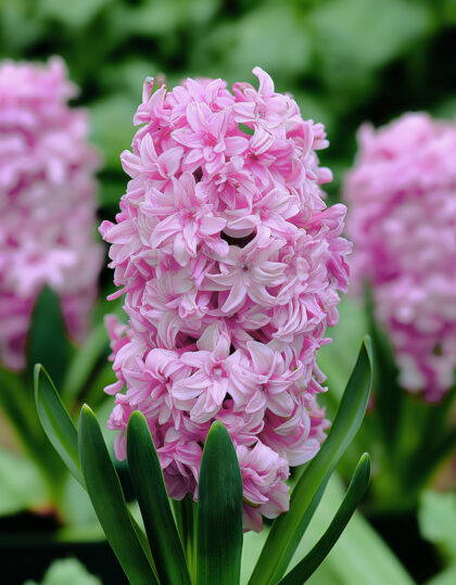 kerrannainen hyasintti