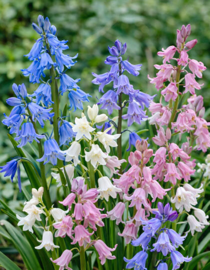 Espanjansiniljasekoitus 8 kpl