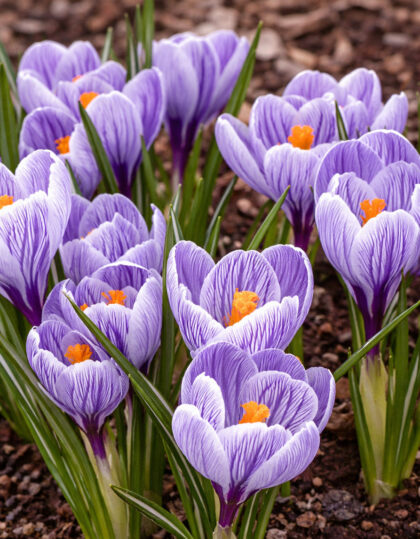 Krookuksen sipulit ‘Pickwick’ 10kpl