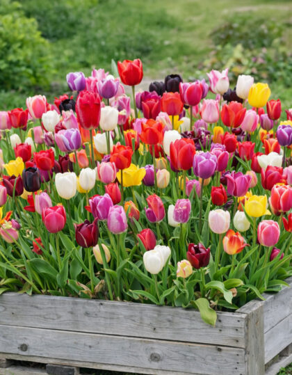 Triumphtulppaanien sekoitus 50 kpl