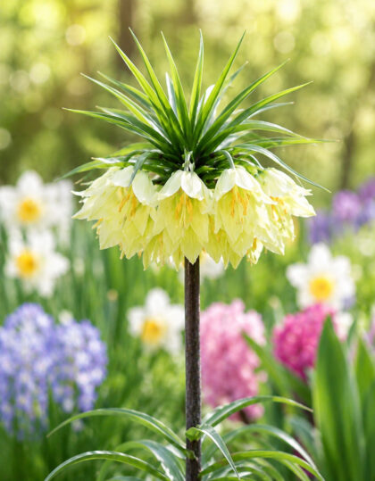 Pikarililja ‘Raddeana’