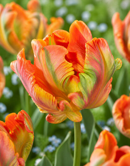Papukaijatulppaani ‘Parrot Orange Rococo’ – 5 kpl