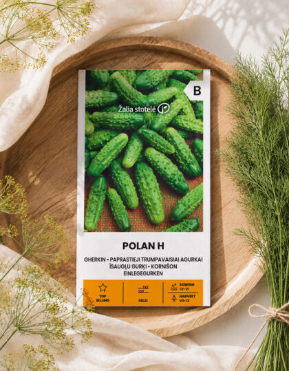 Kurkku ‘Polan H’ -siemenet (itsepölyttävä)